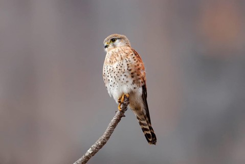 Madagascar Kestrel