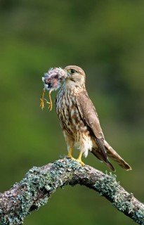 Merlin