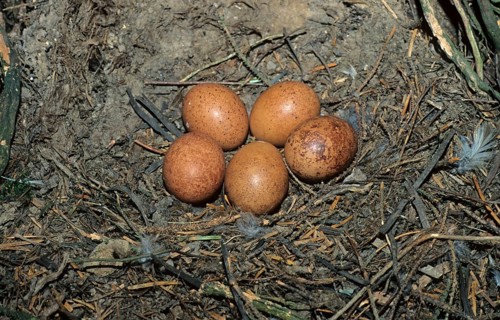 Nest and eggs of merlin
