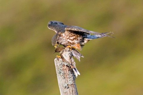 Merlin