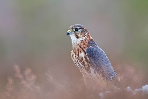 Merlin
