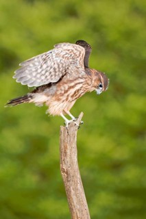 Merlin