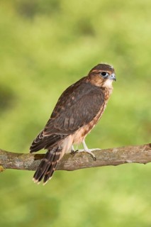 Merlin