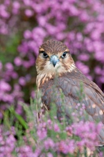 Merlin