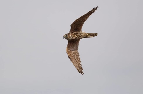 Merlin