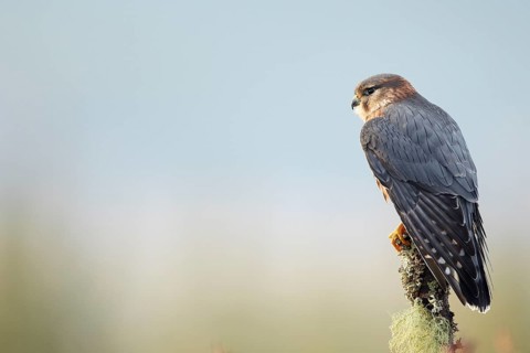 Merlin
