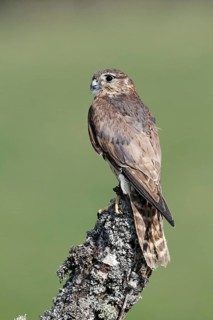 Merlin
