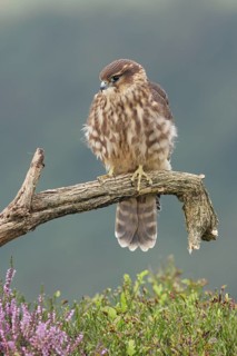 Merlin