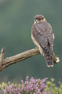 Merlin