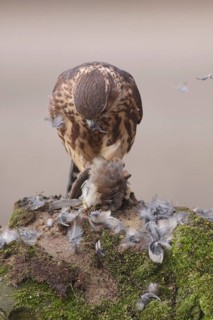 Merlin