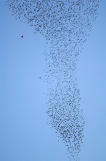 Common Starling