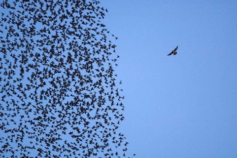 Common Starling