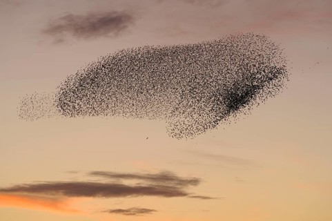 Common common starling