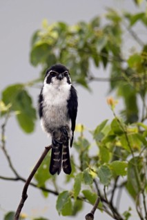 Pied Falconet