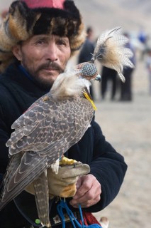 Saker falcon