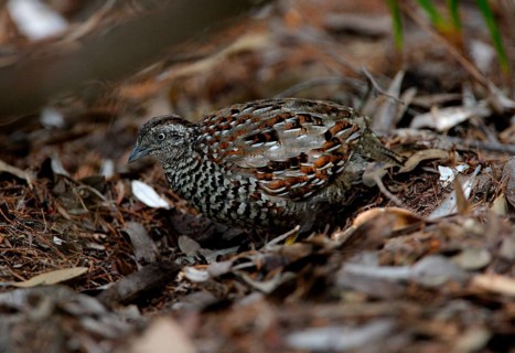 Black-breasted Buttonquail