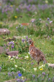 Tibetan Partridge