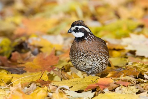 Northern Bobwhite