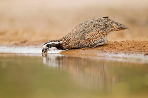 Virginia quail