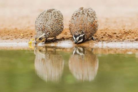 Virginia quail
