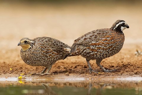 Virginia quail