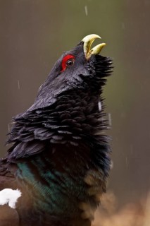 Western western capercaillie