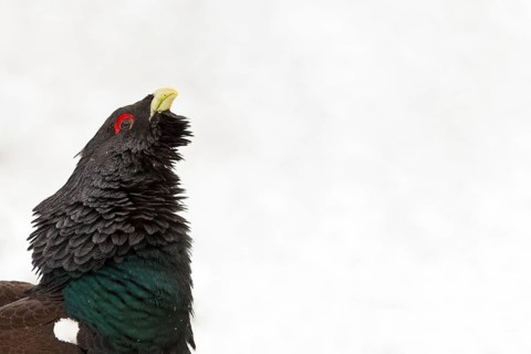 Western western capercaillie