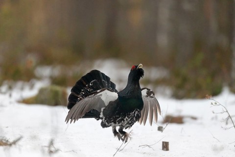 Auerhuhn