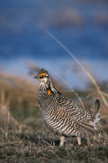 Greater prairie chicken