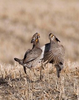 Greater prairie chicken