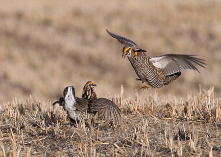 Greater prairie chicken