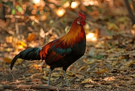 Red Junglefowl