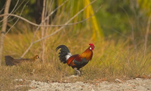 Bankiva chicken