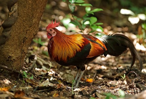 Bankiva chicken