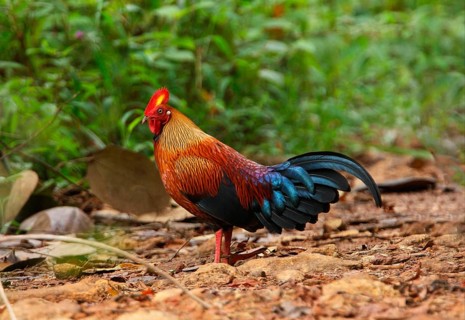 Ceylon Junglefowl