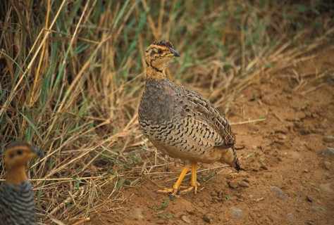 Coqui coqui francolin