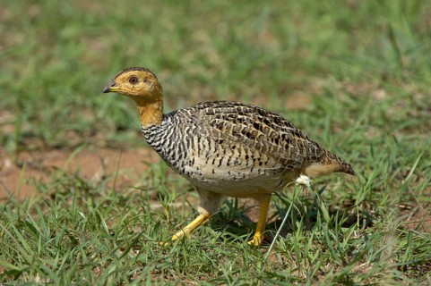 Coqui coqui francolin
