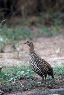 Double-spurred spurfowl