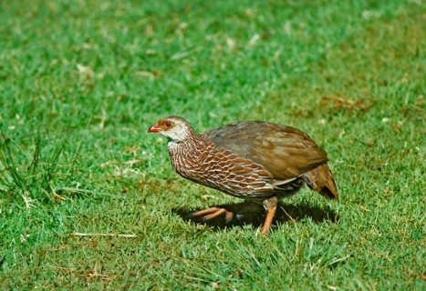 Jackson's Francolin