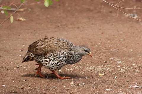 Natal natal spurfowl