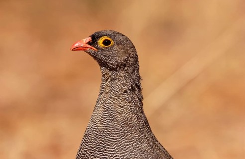Red-billed spurfowl