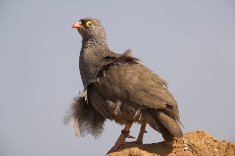 Red-billed spurfowl