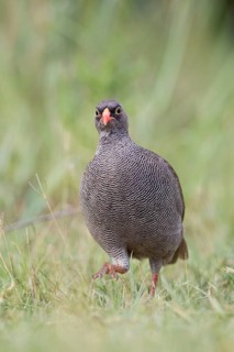 Red-billed spurfowl
