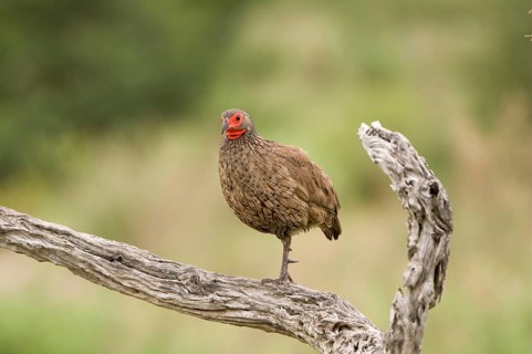 Swainson's swainson's spurfowl