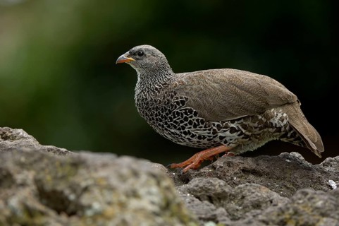 Hildebrandt's francolin
