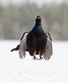 Black grouse