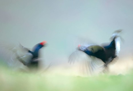 Black grouse