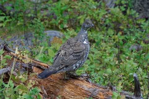 Rock Partridge