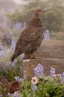 Blue Grouse