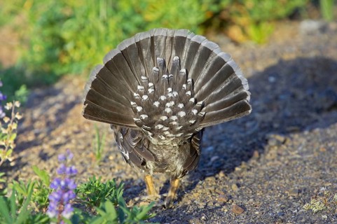 Dusky grouse